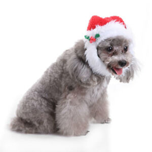 Santa Dog