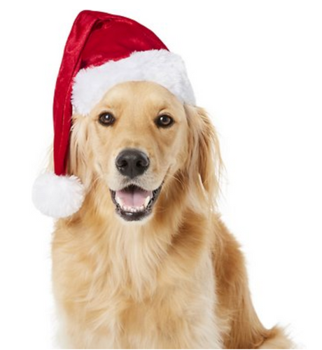 Santa Dog