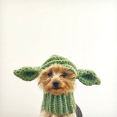 Baby Yoda Dog - Enter Contest!